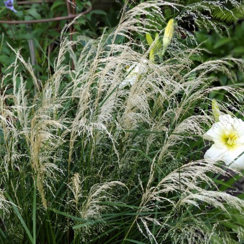 Deschampsia cespitosa 'Palava' - Luht-kastevars 'Palava' P9/0,55L